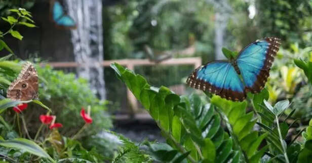 Butterfly Garden