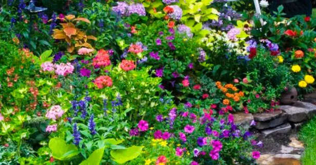 Butterfly Garden