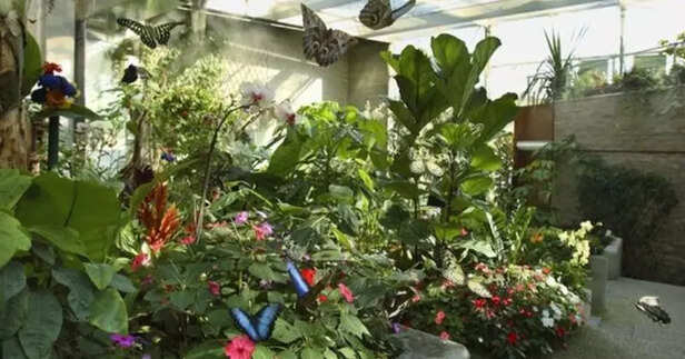 Butterfly Garden