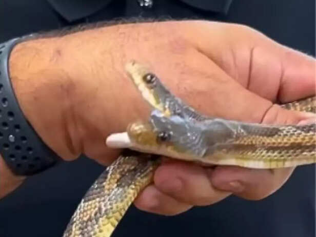 Man fiddles with rare two