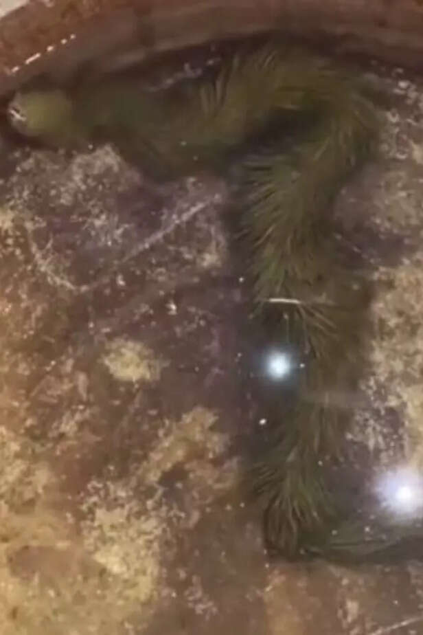 Viral video of reptile ba