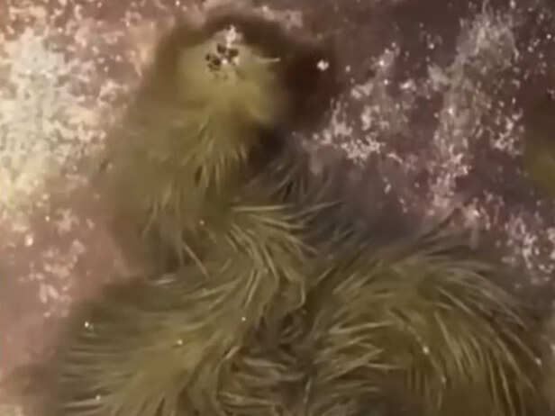 Viral video of reptile ba