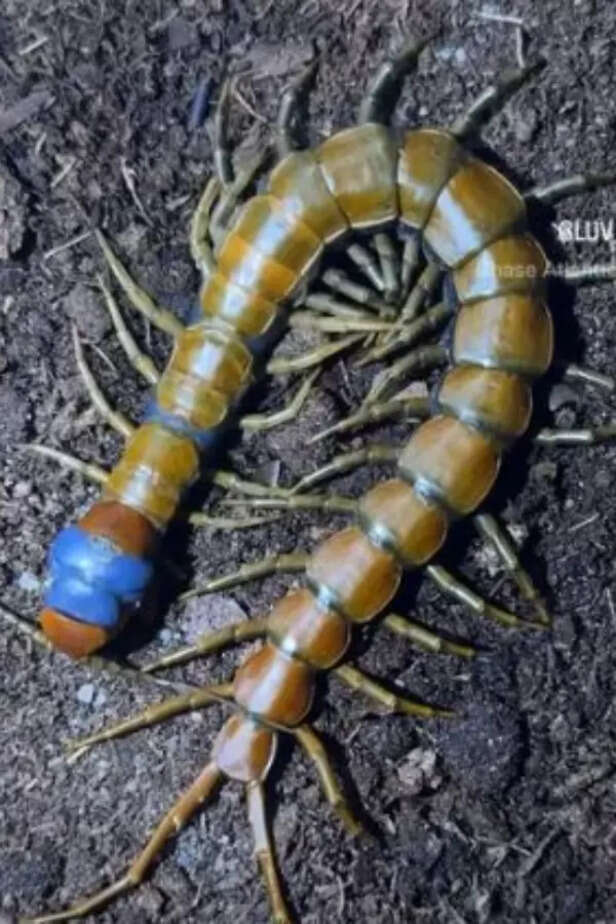 centipede