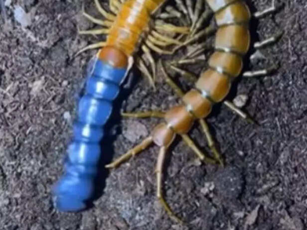centipede