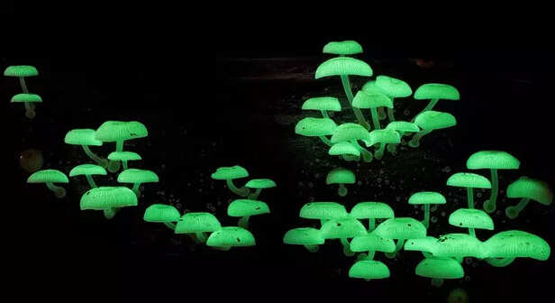 The bioluminescent mushro