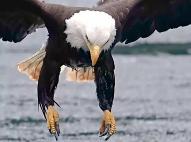 Viral video Close-up vide