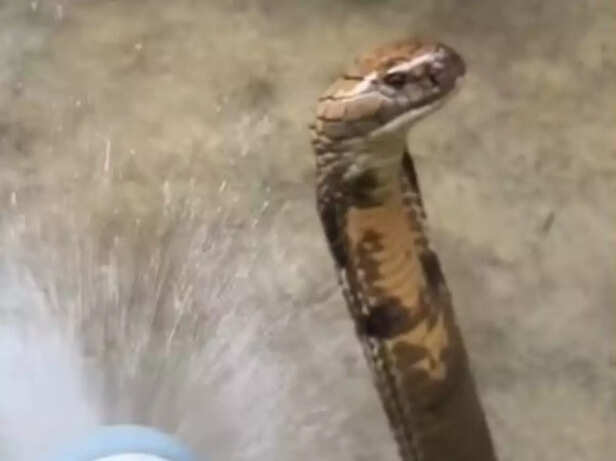 Video of Indonesian King 