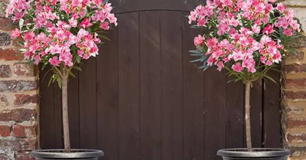 Oleander