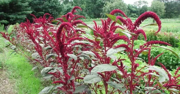 Amaranth