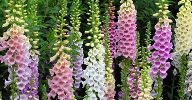Foxglove