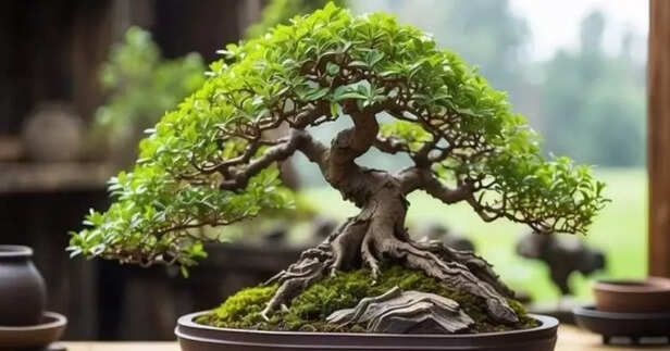 Bonsai
