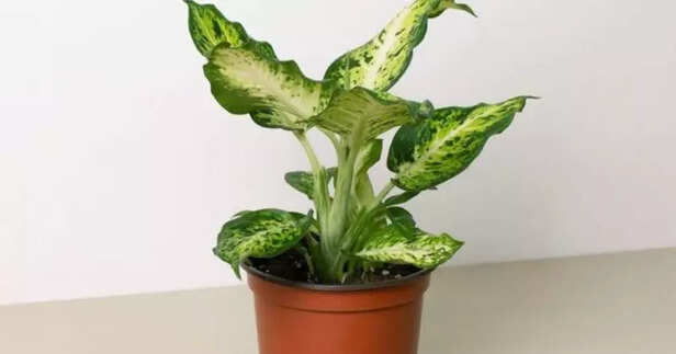Dieffenbachia
