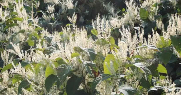 Japanese Knotweed