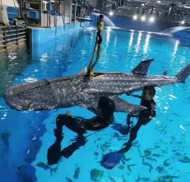 Fake whale in aquariam