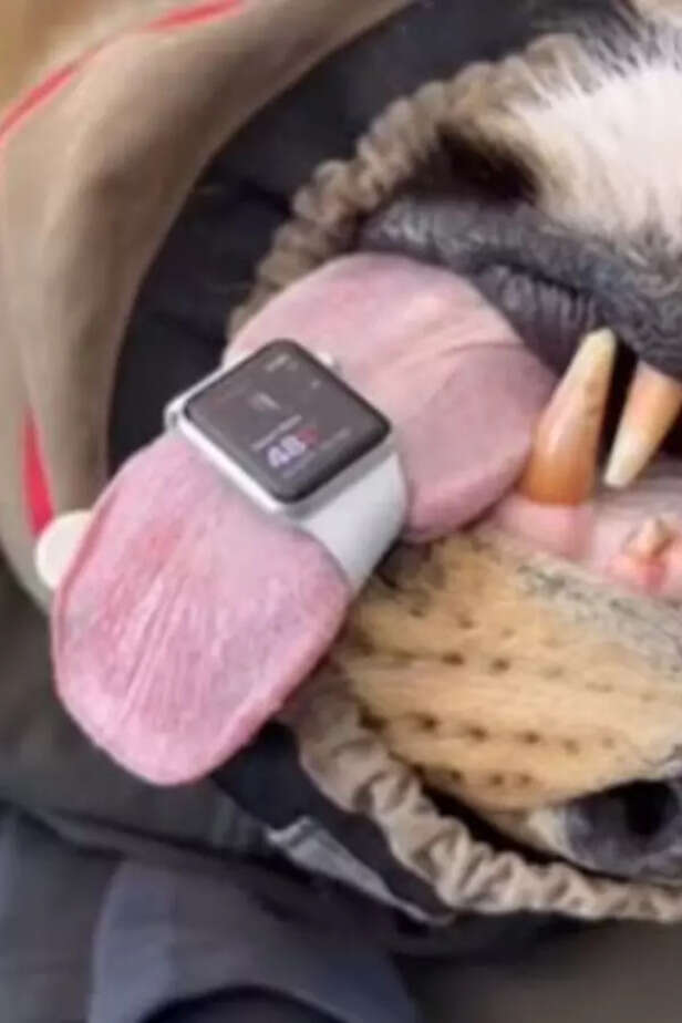 Australian vet uses Apple