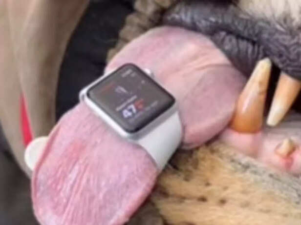 Australian vet uses Apple