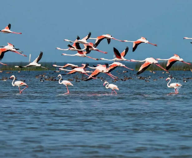 Chilika Lake