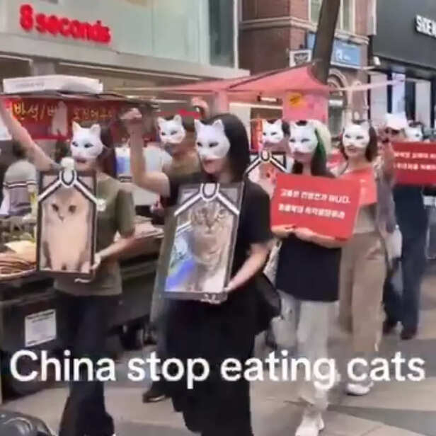 China stop eating cats