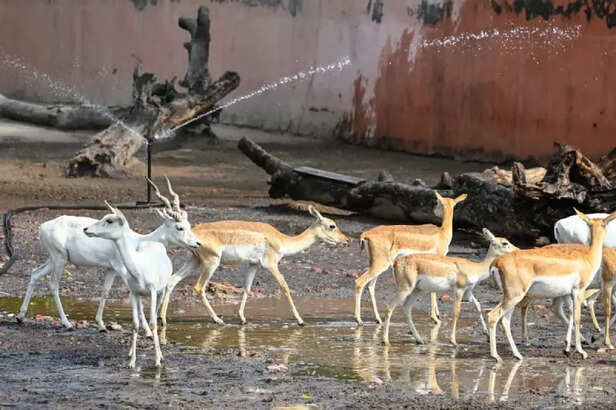 Delhi Zoo